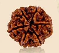 6 Mukhi Rudraksha - 