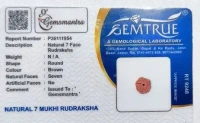 7 Mukhi Rudraksha - 