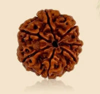 7 Mukhi Rudraksha - 