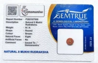 8 Mukhi Rudraksha - 🔴 Prepaid Only