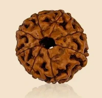 8 Mukhi Rudraksha - 🔴 Prepaid Only