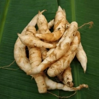 Arrowroot Powder - 100g - 🔴 Prepaid Only