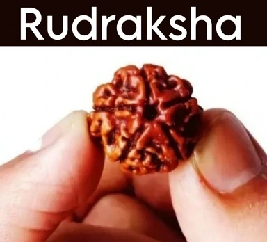 Rudraksha