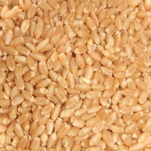 Whole Wheat (Lokwan)  - 5kg