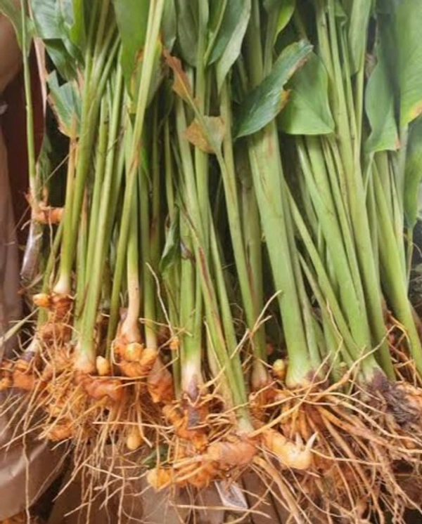 மஞ்சள் குழை / Manjal Kulai (1 Bunch) - 1 Bunch