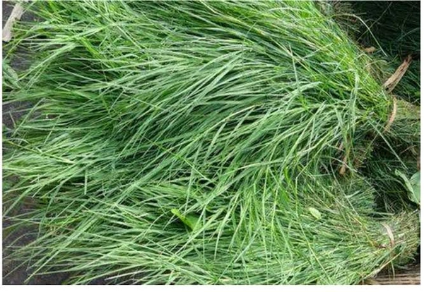அருகம்புல் கதம்பம் / Arigampul Kathambam / 3 முலம் - 5 முலம்