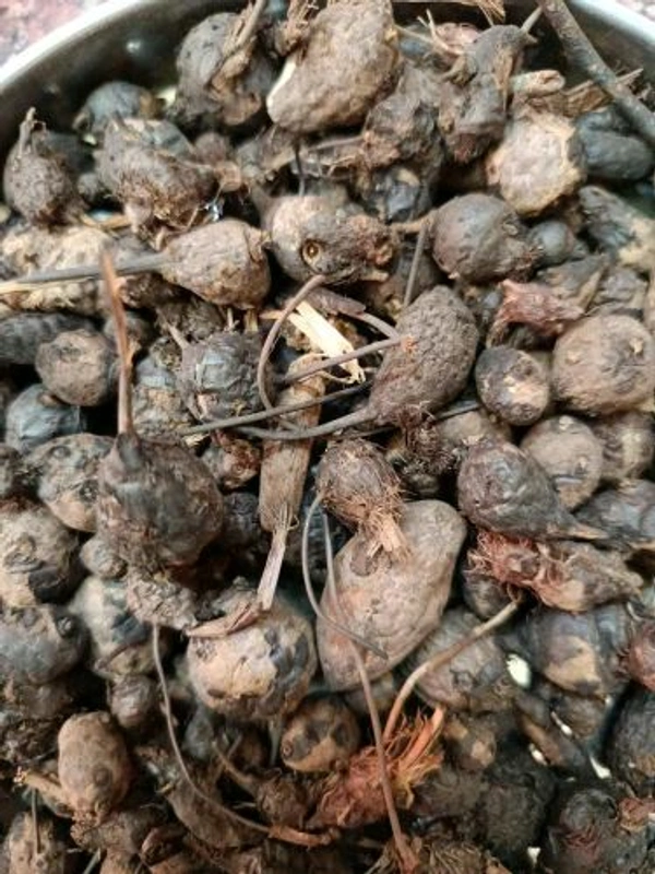 கோரைக்கிழங்கு / Korai Kilangu - 100 Gms