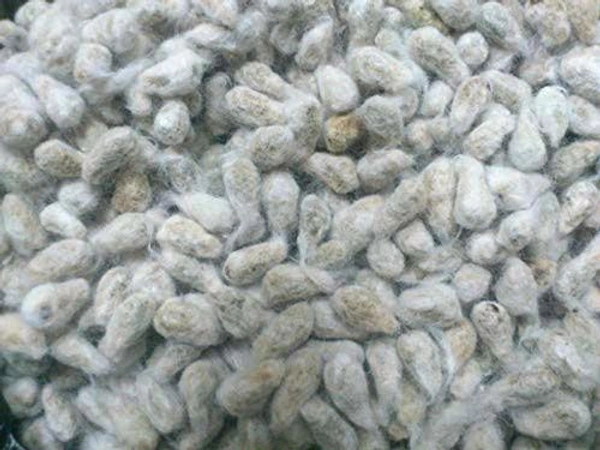 பருத்திக்கொட்டை (நாடு) / Cotton Seeds /Paruthi Kottai (for பருத்தி பால்/ Paruthi Paal/Cotton Seed Milk) - 1 Kg