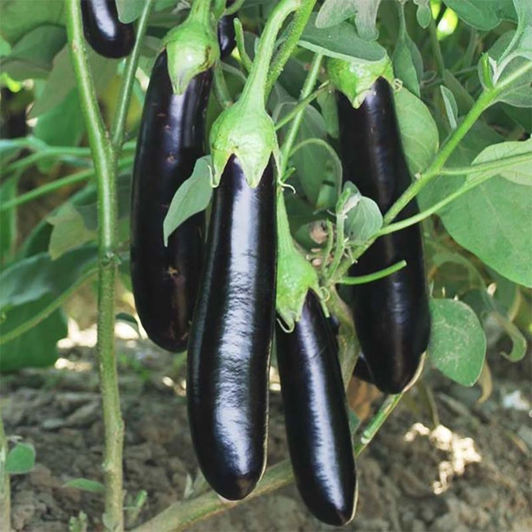Long Purple Brinjal 250 g ( (ಬದನೆಕಾಯಿ 250 ಗ್ರಾಂ)