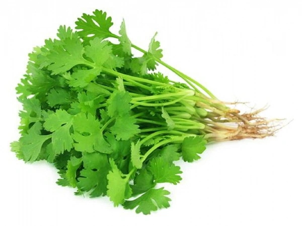 SMPH STAR  coriander leaves 60g