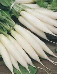 SMPH STAR  Radish 500 Grams (MURAI) MULANGI