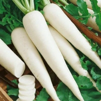 SMPH STAR  Radish 500 Grams (MURAI) MULANGI