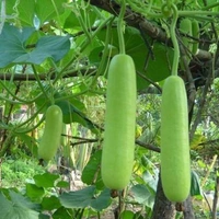 Gourd 1  Pieces  500g (Lauki) Loki