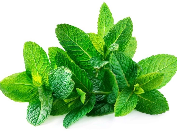Mint Leaves (Without Roots) 150 Grams