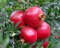 POMEGRANATE (ANAR) (500G)
