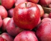 Ambri apple (250g.To 300g.)  2 Piece 