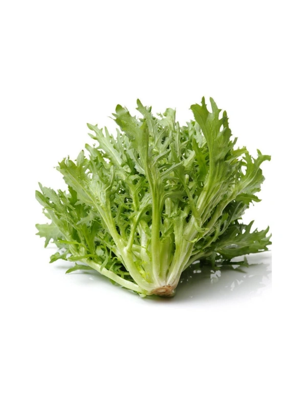 Curly Endive Green Vegetable Seeds (500 Seeds)