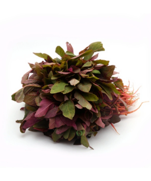 SMPH STAR  Amaranthus (Red / Green) Seeds