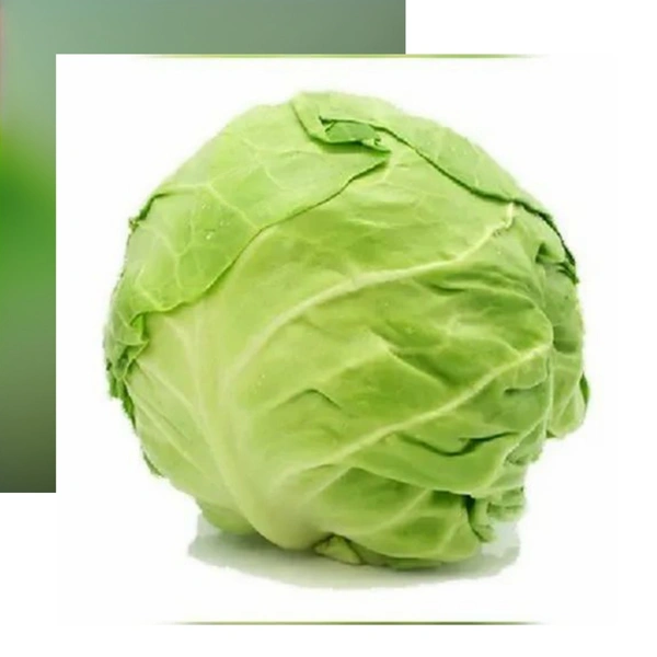 Green Cabbage 600g. to 800g.