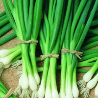 Green Onione 250 Grams