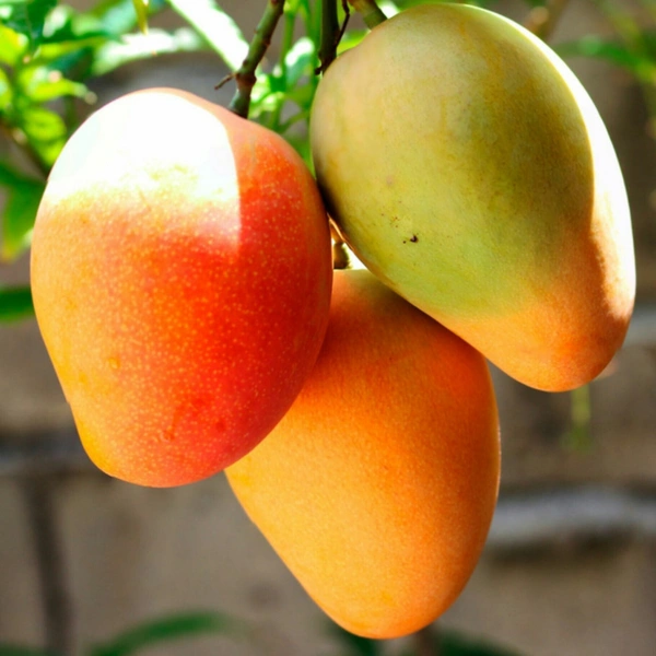 SMPH STAR  Raspuri Mango 1kg 