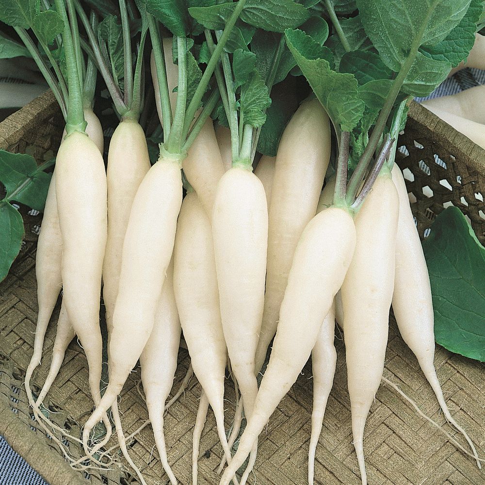 SMPH STAR  Radish 500 Grams (MURAI) MULANGI