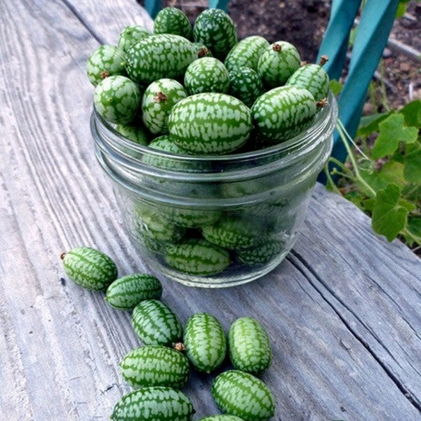 Mouse melon 500g