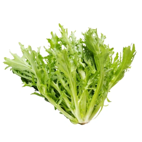 Curly Endive Green Vegetable Seeds (500 Seeds)