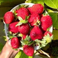 Strawberry 200 grams 