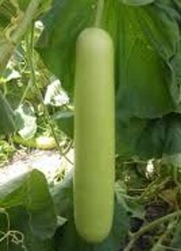 Louki (Tall shaped) 1 kg