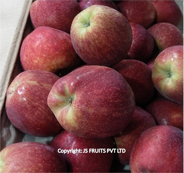 Shimla Apple - Big, Red