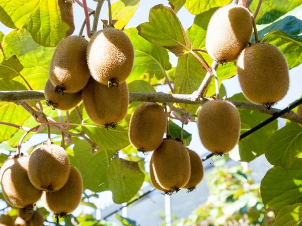 Kivi Fruit - Tan, Big