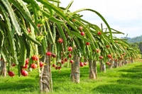 DRIGON FRUIT - White, Big