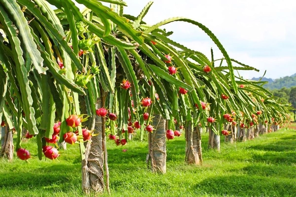 DRIGON FRUIT - White, Big