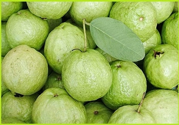 GUAVA FRUIT - Green, Big
