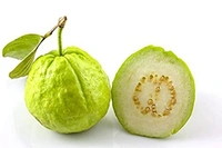 GUAVA FRUIT - Green, Big
