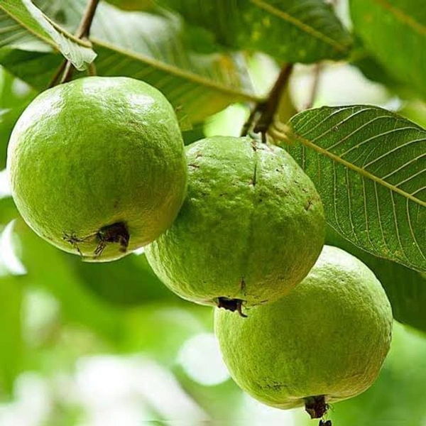 GUAVA FRUIT - Green, Big