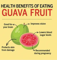 GUAVA FRUIT - Green, Big
