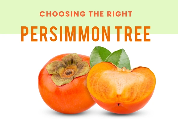 Persimmon Fruit - Web Orange, Big