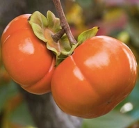 Persimmon Fruit - Web Orange, Big