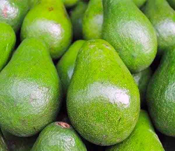 Avacado - Green, Big
