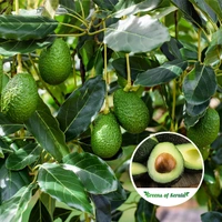 Avacado - Green, Big