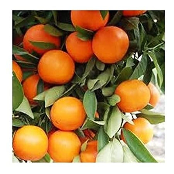 Malta Orenge  - Web Orange, Medium