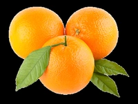 Malta Orenge  - Web Orange, Medium