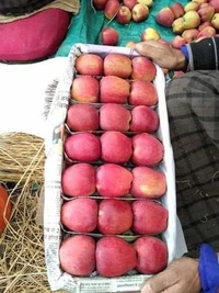 delicious Apple - Red, Big