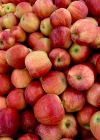 delicious Apple - Red, Big