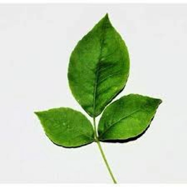 बेलपत्र सोमवार पूजा के लिए 