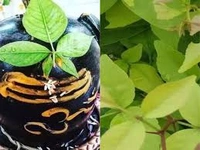 बेलपत्र सोमवार पूजा के लिए 