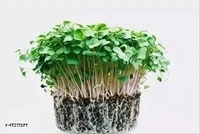 Bagga Planters Npk 19 19 19  - 1kg