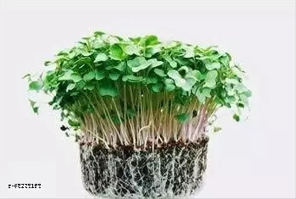 Bagga Planters Npk 19 19 19  - 1kg